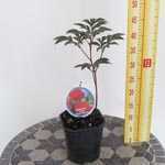 Peony Karl Rosenfield (Paeonia)