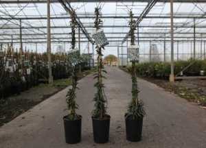 Trachelospermum Jasminoides 'Waterwheel'