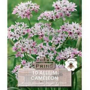 Allium Cameleon 10 Per Pack
