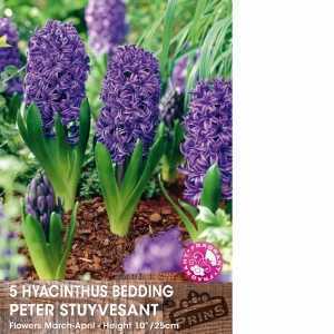 Hyacinth Bedding Peter Stuyvesant Bulbs 5 Per Pack