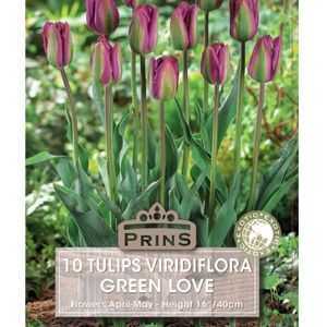 Tulip Viridiflora Green Love 10 Pack