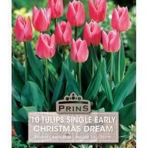 Tulip Single Early Christmas Dream 10 Per Pack