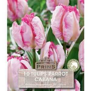 Tulip Parrot Cabana 10 Per Pack