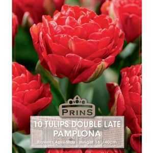 Tulip Double Late Pamplopa 10 Per Pack