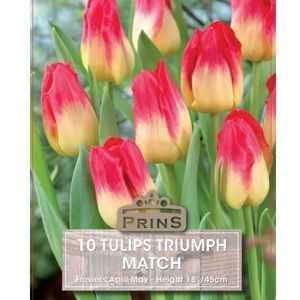 Tulip Triumph Match 10 Per Pack