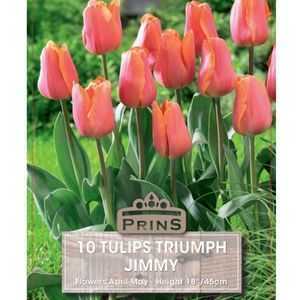 Tulip Triumph Jimmy 10 Per Pack