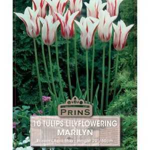Tulip Lilyflowering Marilyn 10 Per Pack