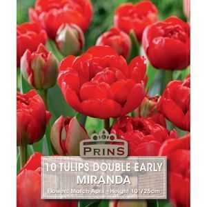 Tulip Double Early Miranda 10 Per Pack