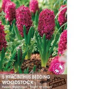 Hyacinth Bedding Bulbs Woodstock 5 Per Pack