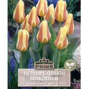 Tulip Greigii Miskodeed 10 Per Pack