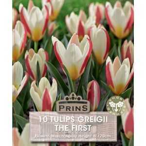 Tulip Greigii The First 10 Per Pack