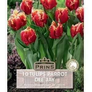 Tulip Parrrot Dee Jay 10 Per Pack