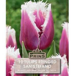 Tulip Fringed San Stefano 10 Per Pack