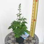 Delphinium Magic Fountain 2 Ltr