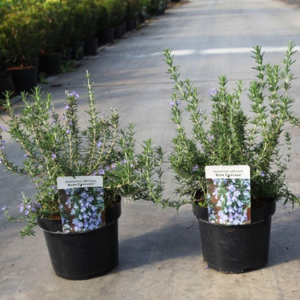 Rosmarinus Officinalis 'Blue Cascade'