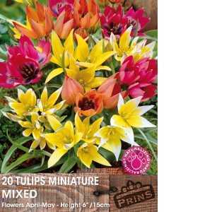 Tulip Bulbs Miniature (Dwarf)  Mixed 20 Per Pack