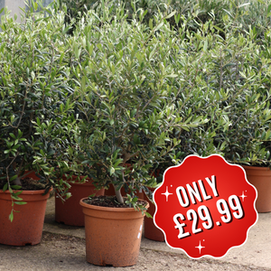 Olea Europaea - Olive Bush 7.5ltr