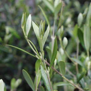 Olea Europaea - Olive Bush 7.5ltr