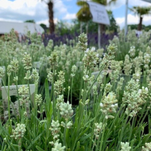 Lavandula Angustifolia Alba