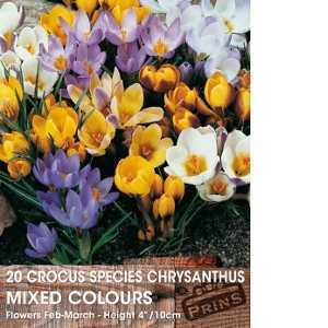 Crocus Species Chrysanthus Mixed Bulbs 20 Per Pack