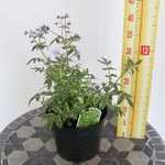Polemonium 'Stairway to Heaven' (Jacobs Ladder) 3 Ltr