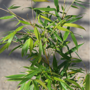 Fargesia robusta 'Pingwu'