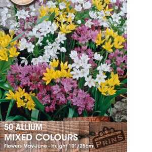 Allium Mixed Bulbs 50 Per Pack