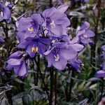 Polemonium 'Bressingham Purple' (Jacobs Ladder)