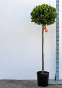 Laurus Nobilis (Bay) 170cm height including the pot, head size 50-55cm