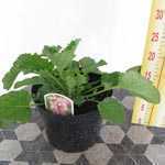 Francoa 'Pink bouquet' (Bridal Wreath) 3 Ltr