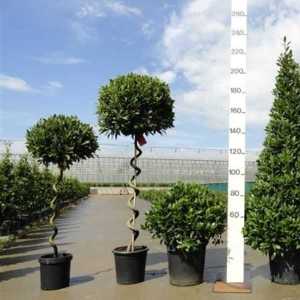 Laurus Nobilis (Bay) Lollipop, 180cm height including the pot, head size 65-70cm