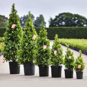 Laurus Nobilis (Bay) 110cm height cone including the pot, 7.5ltr