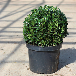 Euonymus Green Spire Topiary Ball