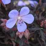 Geranium pratense 