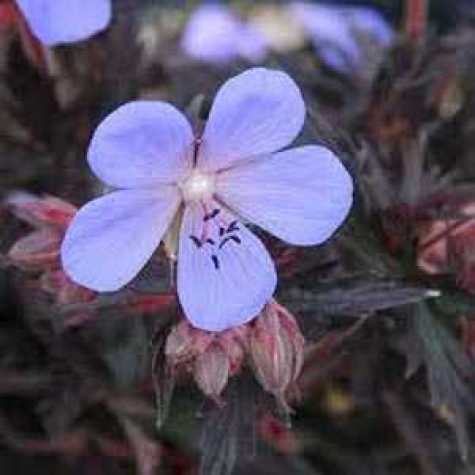 Geranium pratense 'Black Beauty' (Cranesbill 'Black Beauty')