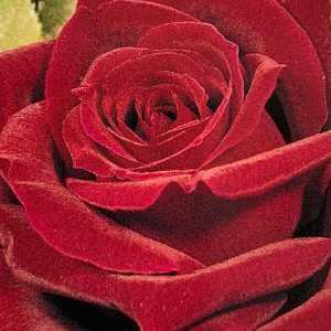 Mr Lincoln Hybrid Tea Rose