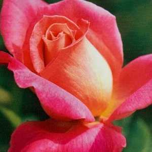 Audrey Wilcox Hybrid Tea Rose