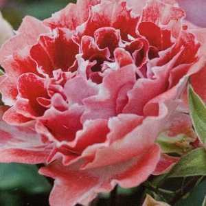 My Mum Floribunda Rose