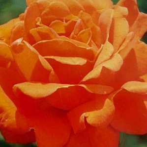 Bright Fire Climbing Rose