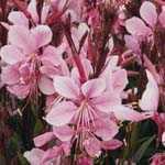 Gaura 