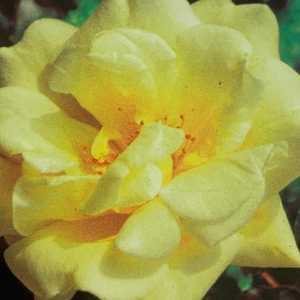 Emily Gray Rambler Rose