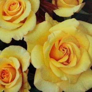 You Are My Sunshine Hybrid Tea Rose