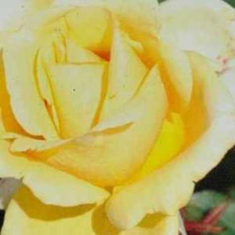 Simply Heaven Hybrid Tea Rose