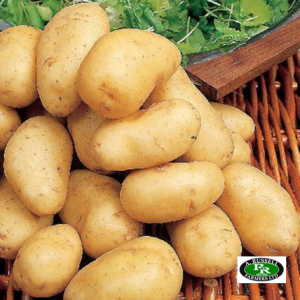 Arran Pilot Seed Potatoes 2kg - First Early