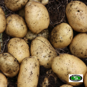 Lady Christl Seed Potatoes 2kg - First Early