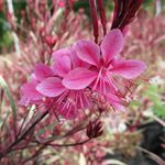 Gaura 