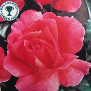 Fragrant Delight 1/2 Standard Rose