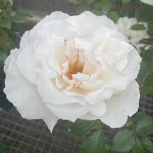 Margaret Merril 1/2 Standard Rose