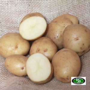 British Queen Seed Potatoes 2kg - Second Early