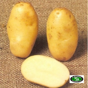 Maris Peer Seed Potatoes 2kg - Second Early